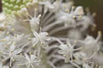 Eastern turkeybeard